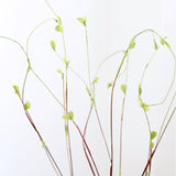 Curly Willow Branch