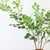 Polyanthemos Green