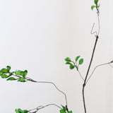 Twig Branch, L
