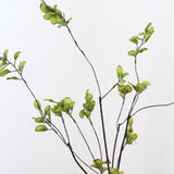 Twig Branch, S