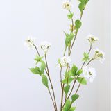Philadelphus Branch