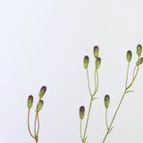 Thlaspi Branch