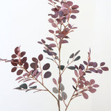 Polyanthemos Purple