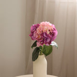 Hydrangeas L, Pink