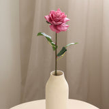 Rose, Pink