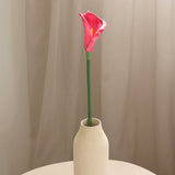 Calla Lily, Pink