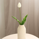 Tulip, White