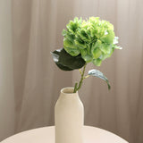 Hydrangeas L, Green