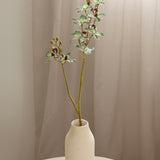 Cymbidium Orchid, Green