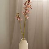 Cymbidium Orchid, Brown/Beige
