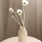 Three Headed Poppy Flower, White