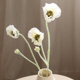 Three Headed Poppy Flower, White