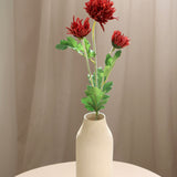 Crab Claw Chrysanthemum, Red