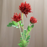 Crab Claw Chrysanthemum, Red