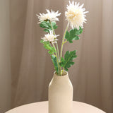 Crab Claw Chrysanthemum, White