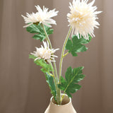 Crab Claw Chrysanthemum, White