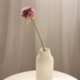 Scabiosa