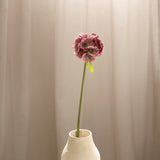 Scabiosa