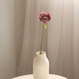 Scabiosa