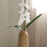 White Gladiolus