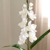 White Gladiolus