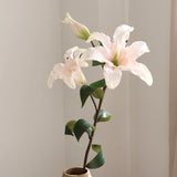 Lily