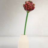 Allium