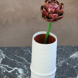 Allium