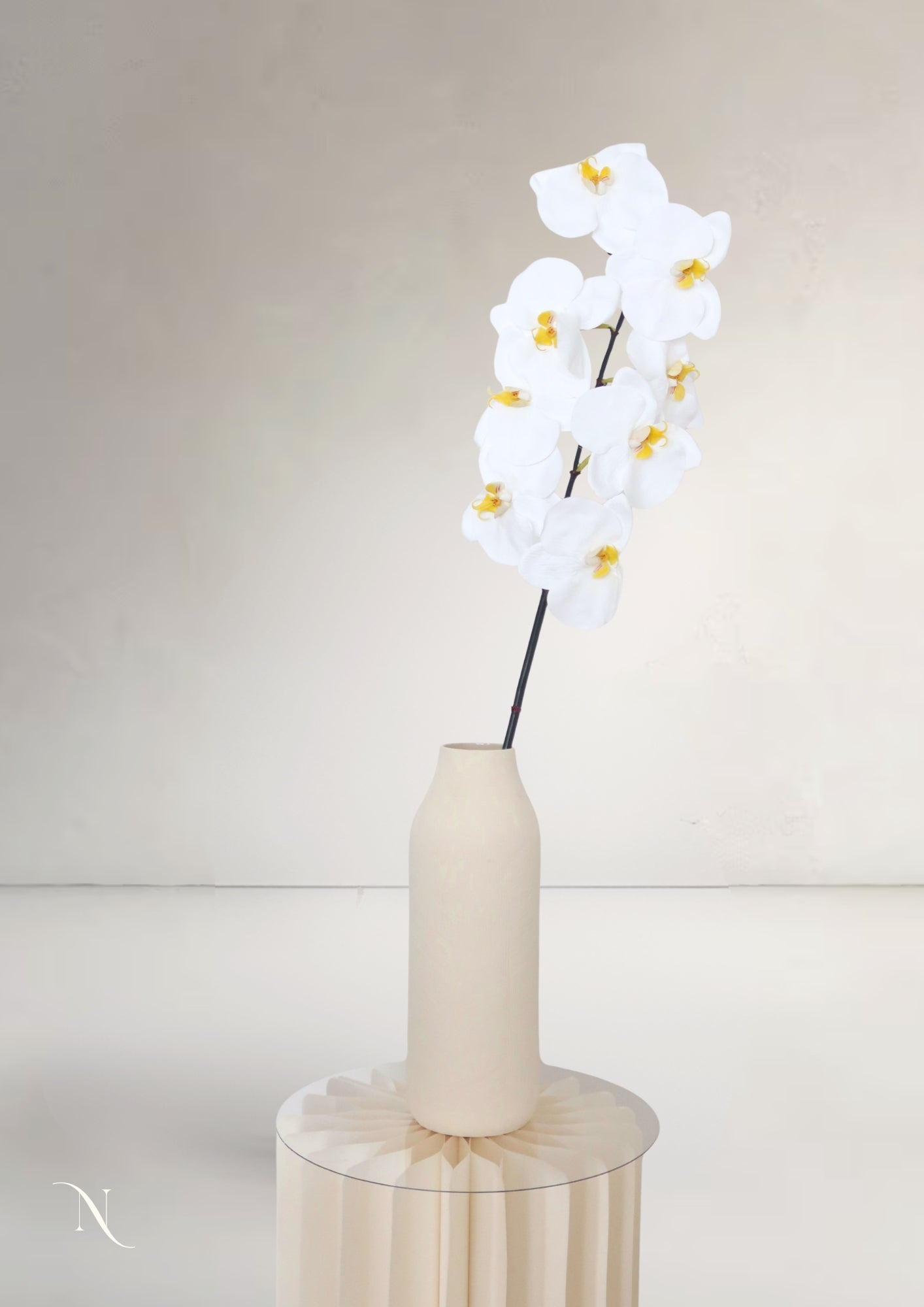 Orchid, Cream