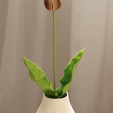 Tulip, Coffee/Brown