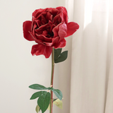 Lux Peony, Red