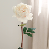 Lux Peony, Subtle Blush