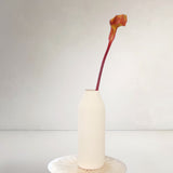 Calla Lily, Brown