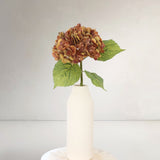 Hydrangeas S, Brown