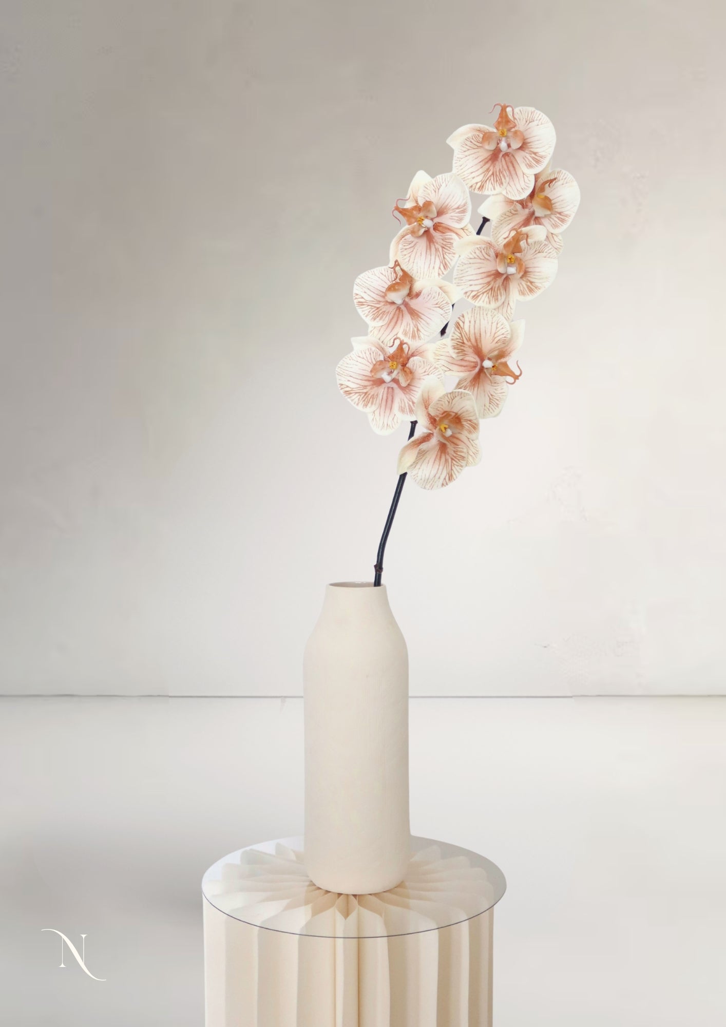 Orchid, Cream