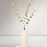 Eucalyptus