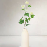 Virburnum