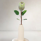 King Protea, White
