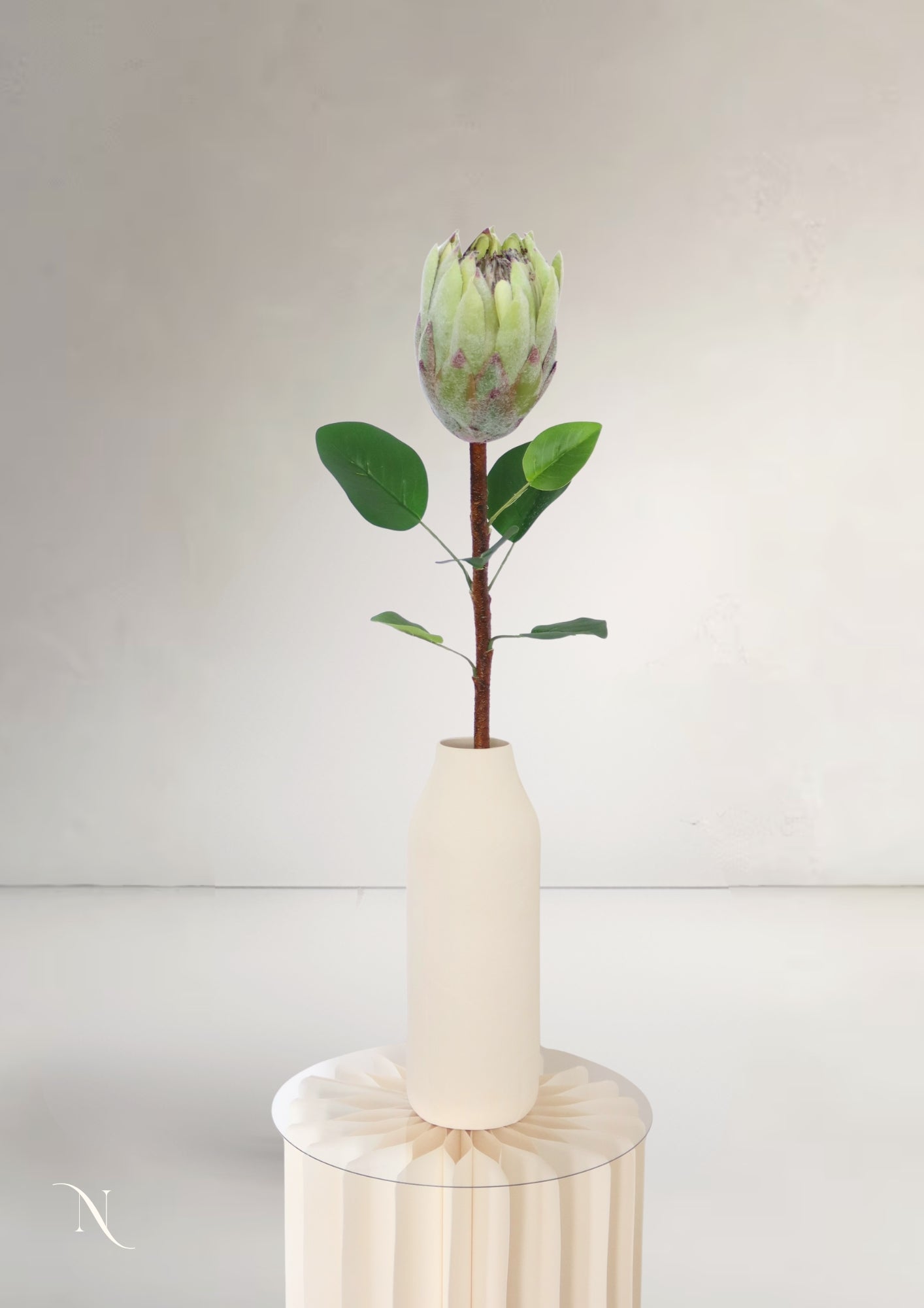 King Protea, White