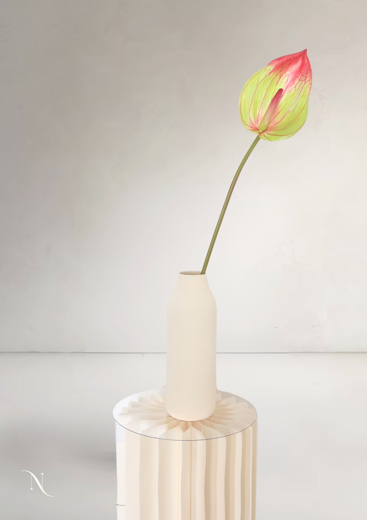 Anthurium L, Coral Red