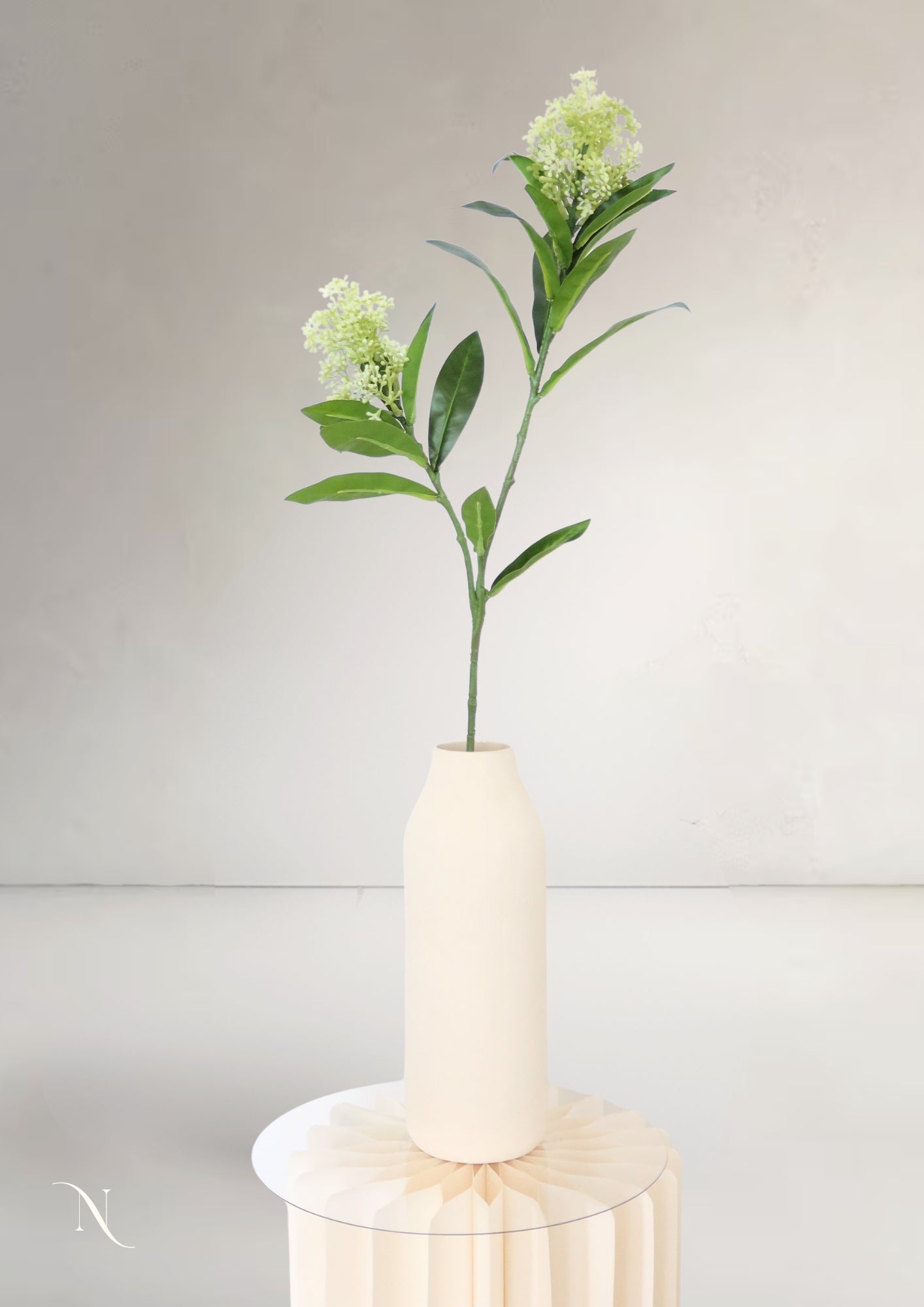 Spirea