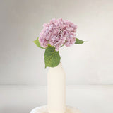 Hydrangeas S, Brown