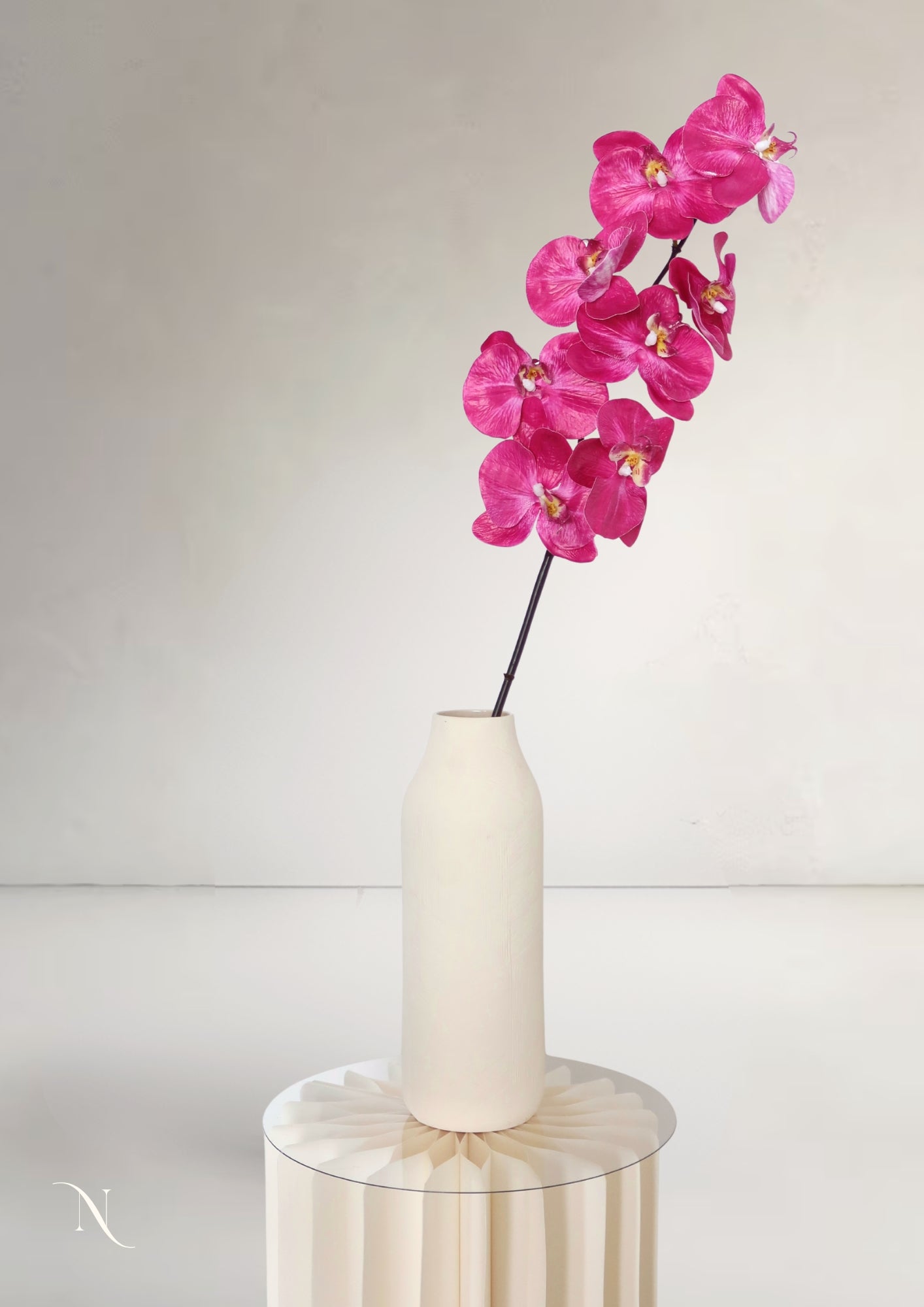 Orchid, Cream