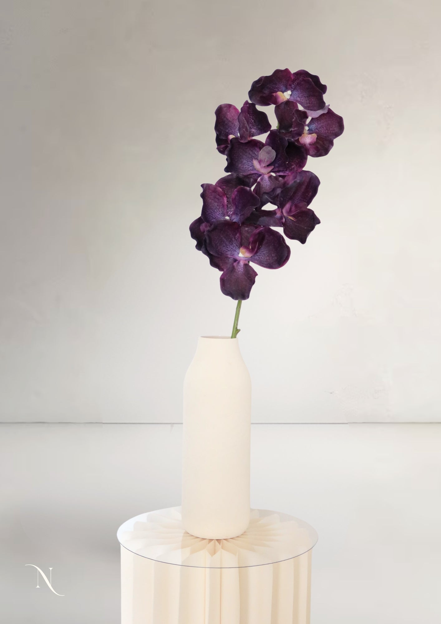 Orchid, Cream