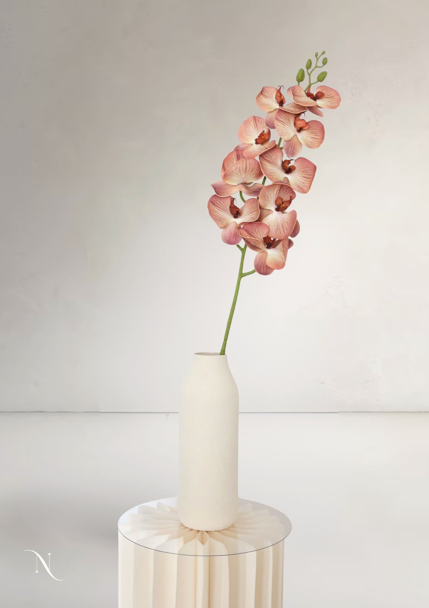 Orchid, Cream