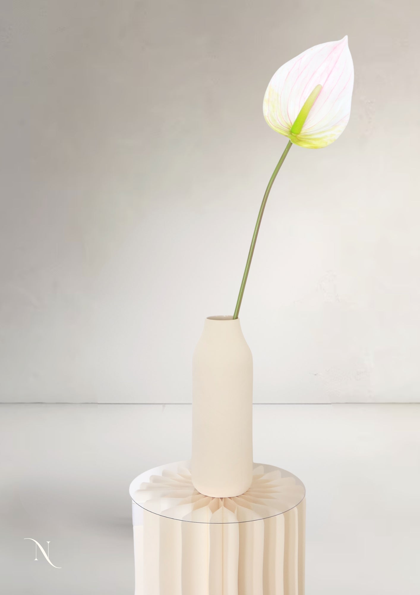 Anthurium L, Coral Red
