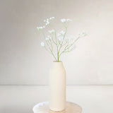 Bupleurum