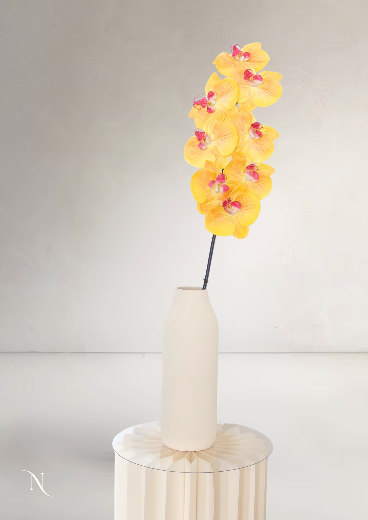 Orchid, Cream
